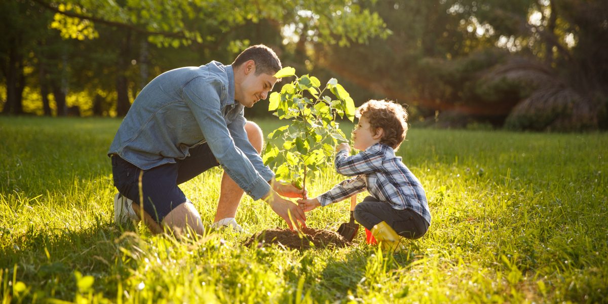 Un homme et son fils plantant un arbuste dans la nature